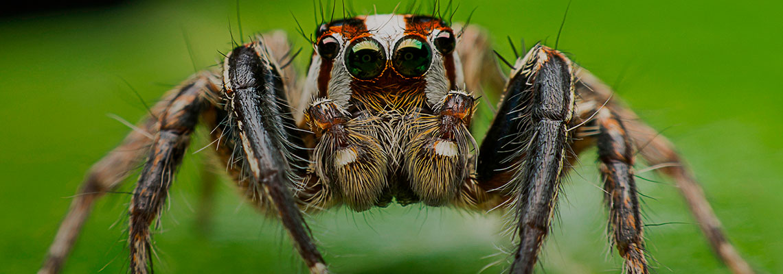 O que pensam as aranhas? Como a tecnologia DIY está a revelar a mente animal